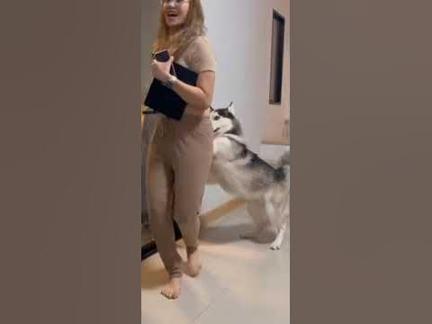 Chú chó dâm đãng thích lột quần của nữ chủ nhân xinh đẹp